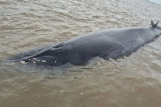  id_tipo: 0